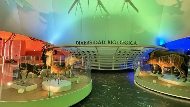 Siguen trabajos de renovación del Museo de Historia Natural